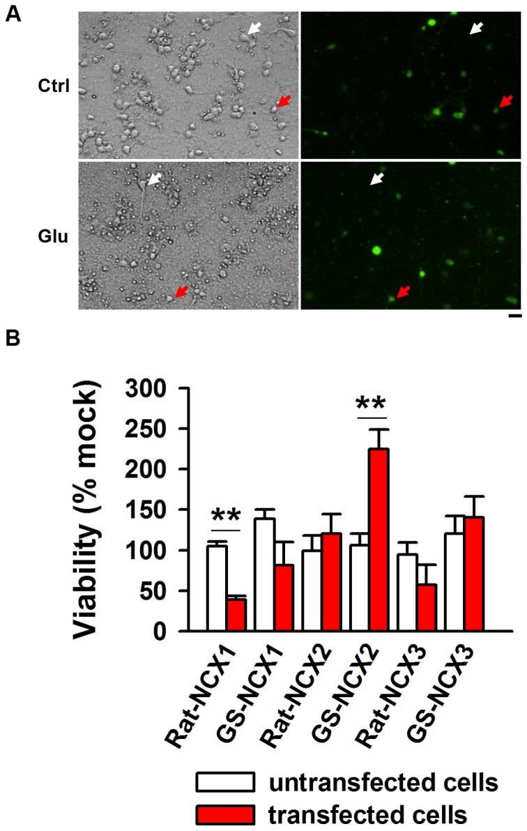 https://cdn.ncbi.nlm.nih.gov/pmc/blobs/9af1/4240599/46474dd7e00a/pone.0113594.g005.jpg