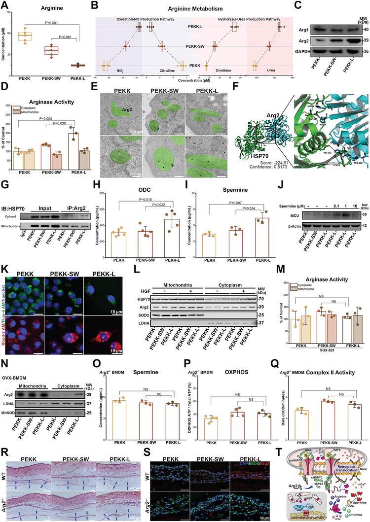 https://cdn.ncbi.nlm.nih.gov/pmc/blobs/9af3/10477864/b6638331e776/ADVS-10-2302136-g007.jpg