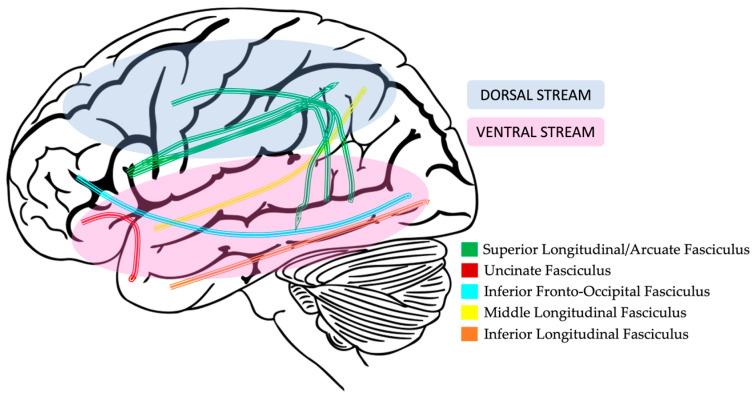 https://cdn.ncbi.nlm.nih.gov/pmc/blobs/9af3/10670267/6a2e4908d238/brainsci-13-01606-g004.jpg