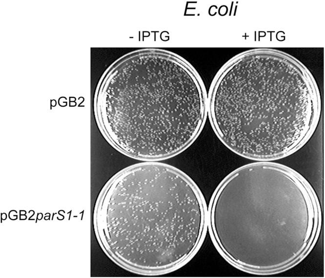 https://cdn.ncbi.nlm.nih.gov/pmc/blobs/9af3/4010829/11950bf83ce4/mbo0021418220002.jpg