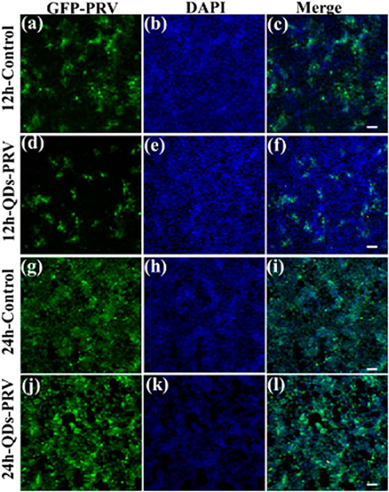 https://cdn.ncbi.nlm.nih.gov/pmc/blobs/9af4/4639764/83d647f1ff42/srep16403-f4.jpg