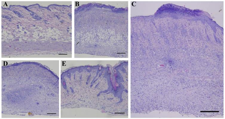 https://cdn.ncbi.nlm.nih.gov/pmc/blobs/9af5/11900442/73eb531f12e1/ijms-26-01994-g004.jpg