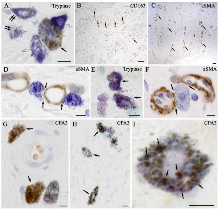 https://cdn.ncbi.nlm.nih.gov/pmc/blobs/9af5/11900442/a77f964739e3/ijms-26-01994-g008.jpg