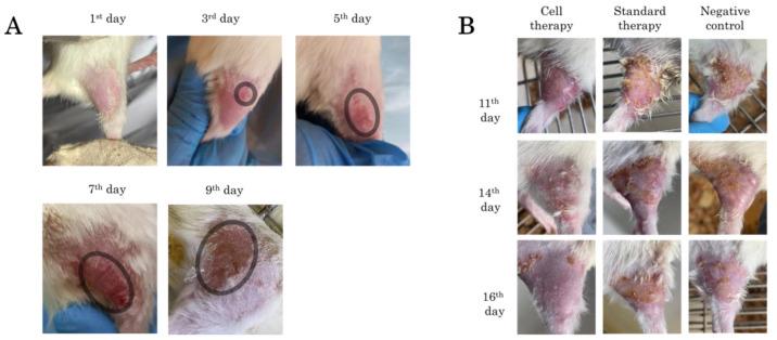 https://cdn.ncbi.nlm.nih.gov/pmc/blobs/9af5/11900442/c2d1a1f6377e/ijms-26-01994-g003.jpg