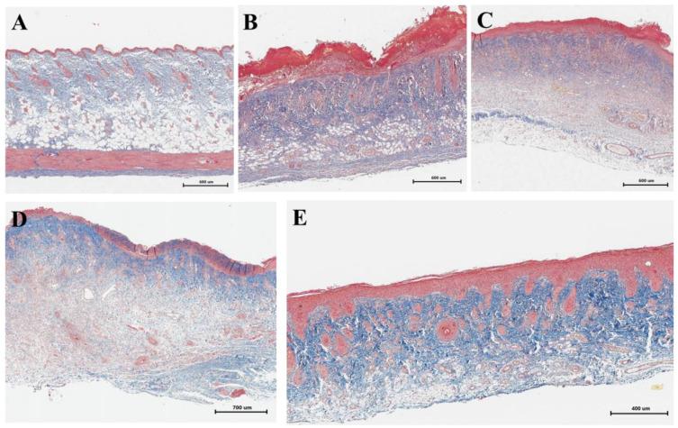 https://cdn.ncbi.nlm.nih.gov/pmc/blobs/9af5/11900442/df3b77178d27/ijms-26-01994-g005.jpg