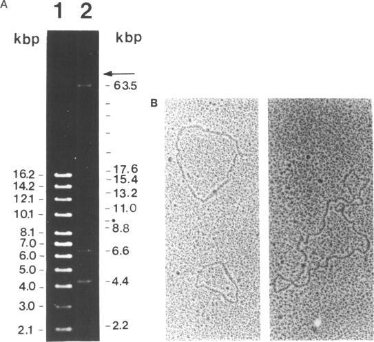 https://cdn.ncbi.nlm.nih.gov/pmc/blobs/9af5/332327/75dded6f2d95/nar00203-0257-a.jpg