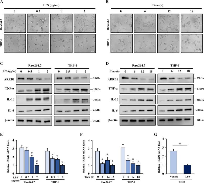 https://cdn.ncbi.nlm.nih.gov/pmc/blobs/9af6/8403172/388867bfc97f/41420_2021_615_Fig2_HTML.jpg