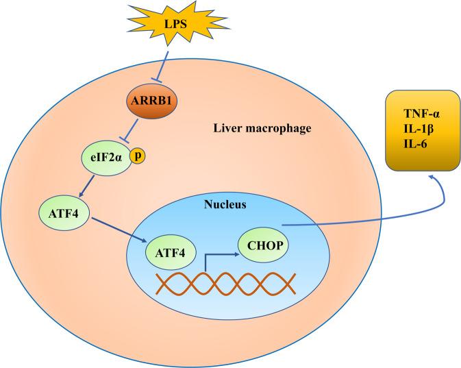 https://cdn.ncbi.nlm.nih.gov/pmc/blobs/9af6/8403172/c7f3f119f0aa/41420_2021_615_Fig7_HTML.jpg