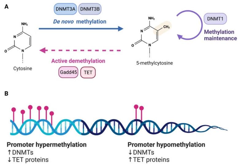 https://cdn.ncbi.nlm.nih.gov/pmc/blobs/9af7/9406853/f8a494900a87/cells-11-02613-g001.jpg