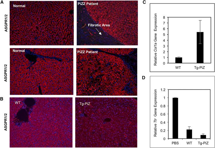 https://cdn.ncbi.nlm.nih.gov/pmc/blobs/9af8/5762979/6c5ec63c8665/gr6.jpg