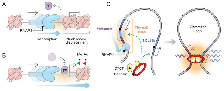 https://cdn.ncbi.nlm.nih.gov/pmc/blobs/9af8/9181104/64f1a65b6ded/ijms-23-06258-g001.jpg