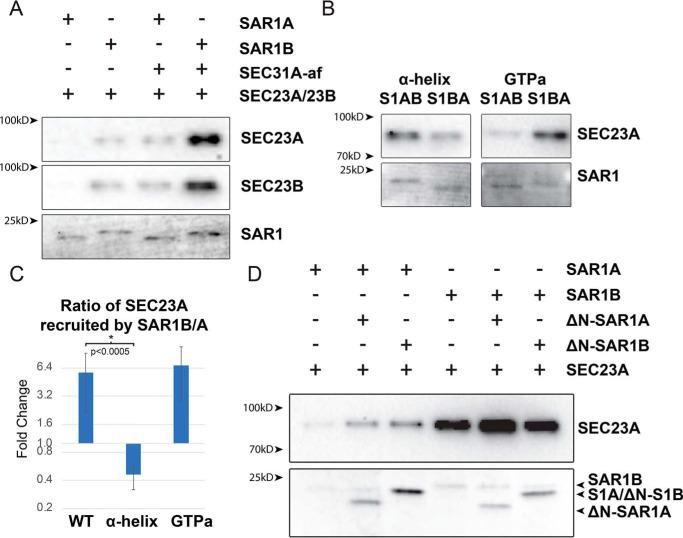 https://cdn.ncbi.nlm.nih.gov/pmc/blobs/9afc/7307210/c5d44e9cecb2/zbc9992024830004.jpg