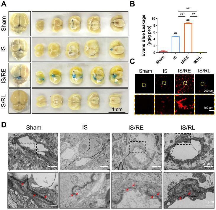 https://cdn.ncbi.nlm.nih.gov/pmc/blobs/9aff/10898918/74f58999741e/ABPID9-000008-016110_1-g002.jpg