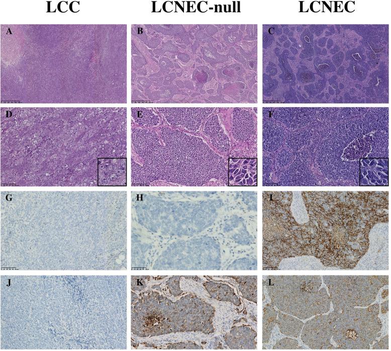 https://cdn.ncbi.nlm.nih.gov/pmc/blobs/9aff/8832809/65262f664128/13000_2022_1204_Fig2_HTML.jpg