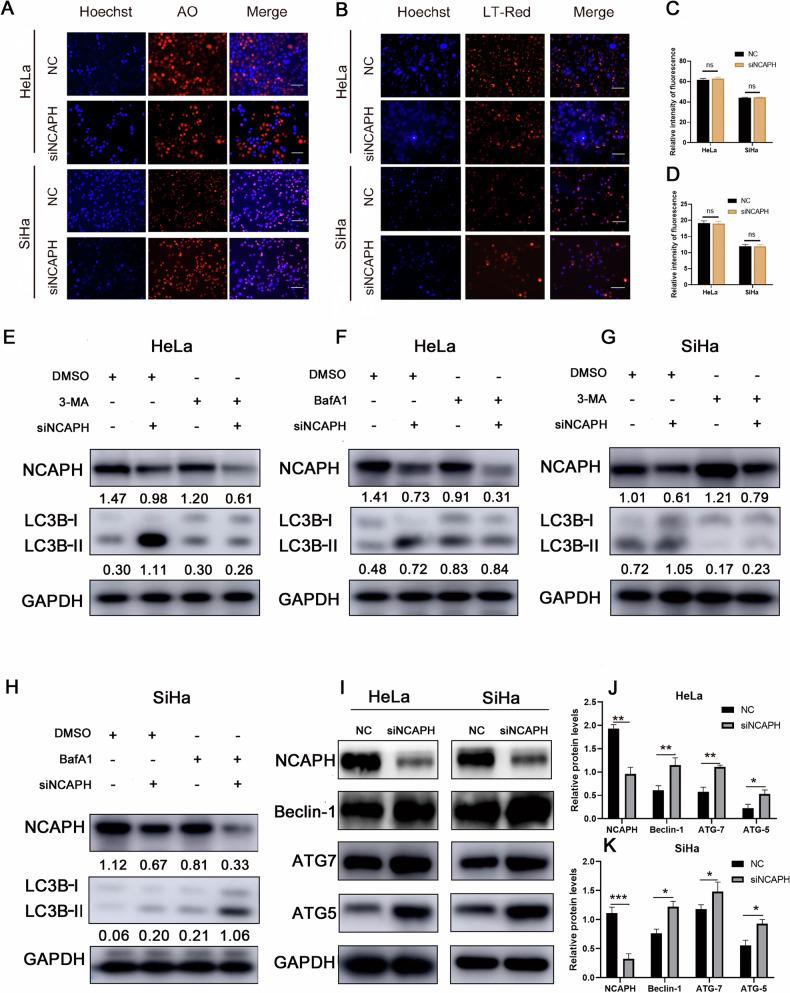 https://cdn.ncbi.nlm.nih.gov/pmc/blobs/9b01/11300717/4ea5615a900b/41419_2024_6932_Fig2_HTML.jpg