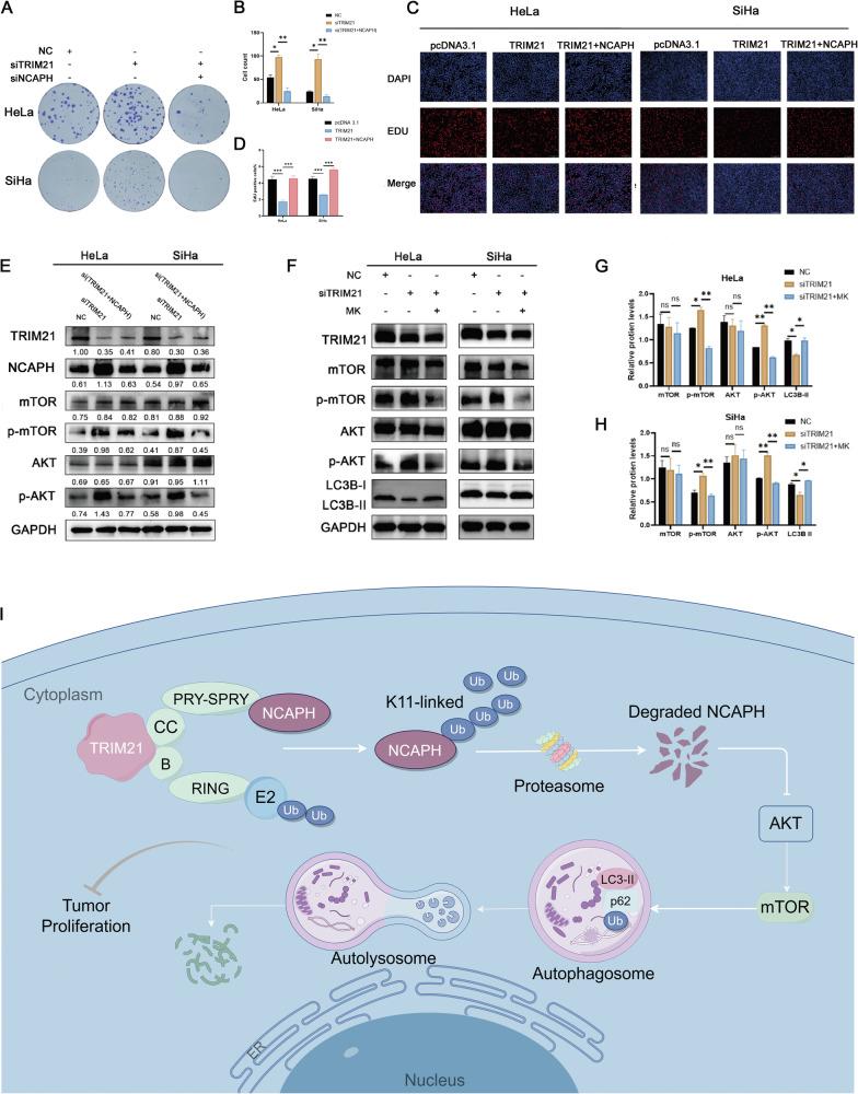 https://cdn.ncbi.nlm.nih.gov/pmc/blobs/9b01/11300717/78d9b26e3027/41419_2024_6932_Fig8_HTML.jpg