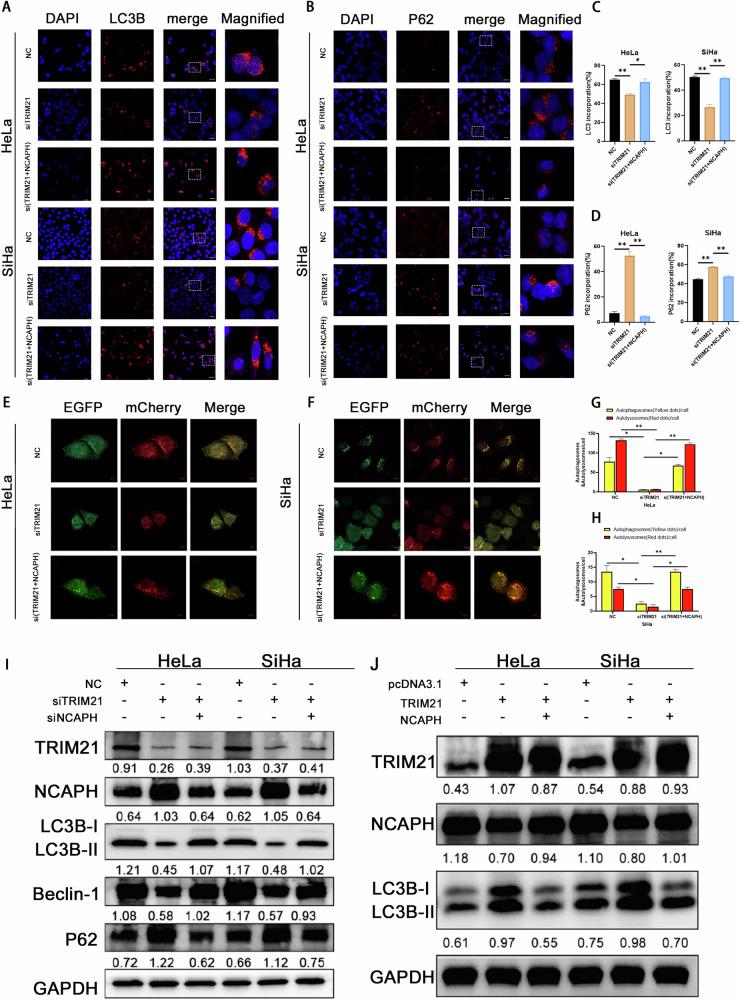 https://cdn.ncbi.nlm.nih.gov/pmc/blobs/9b01/11300717/f6779561718e/41419_2024_6932_Fig6_HTML.jpg