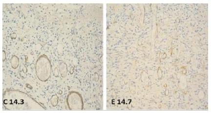 https://cdn.ncbi.nlm.nih.gov/pmc/blobs/9b03/11185066/1e332128669b/rcbc-51-e20243676-g004.jpg