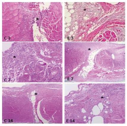 https://cdn.ncbi.nlm.nih.gov/pmc/blobs/9b03/11185066/338eeb36f908/rcbc-51-e20243676-g002.jpg