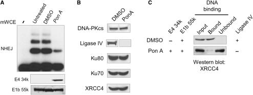 https://cdn.ncbi.nlm.nih.gov/pmc/blobs/9b03/2566893/8a2f4b6b3e9d/gkn552f2.jpg
