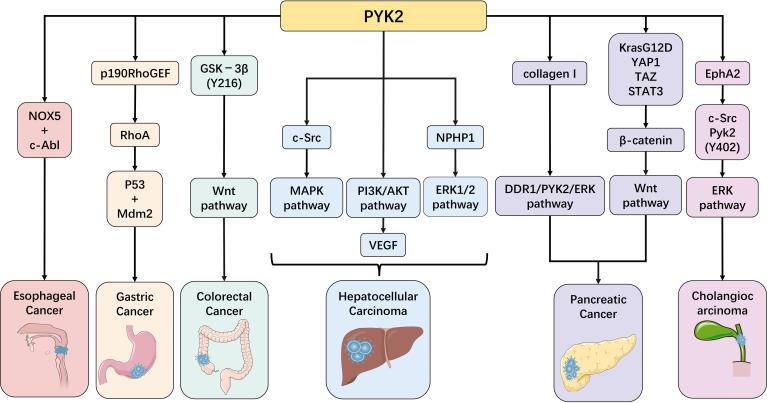 https://cdn.ncbi.nlm.nih.gov/pmc/blobs/9b05/12310472/fbb0be4b9946/fimmu-16-1614589-g003.jpg