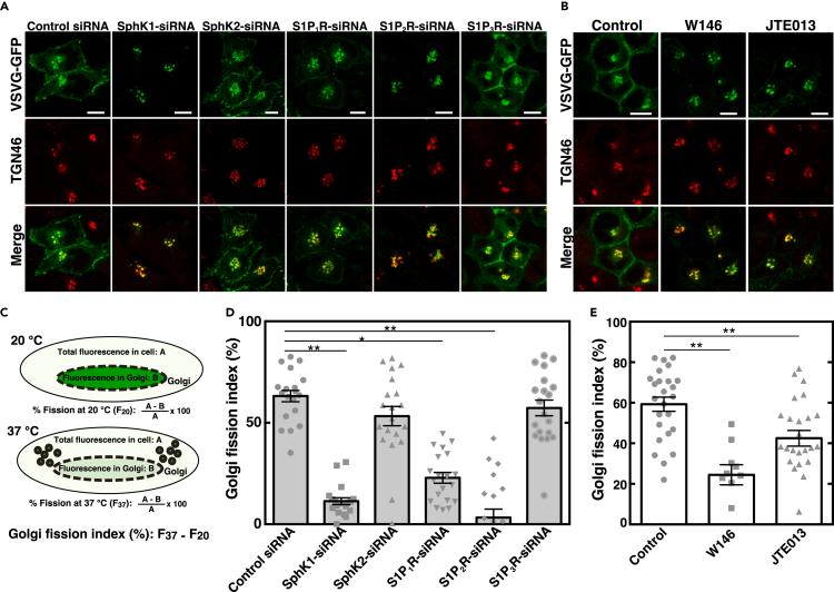 https://cdn.ncbi.nlm.nih.gov/pmc/blobs/9b06/8590068/77dc413d45b1/gr6.jpg