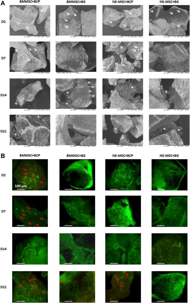 https://cdn.ncbi.nlm.nih.gov/pmc/blobs/9b07/9195506/89a2bf94cdaf/fcell-10-913539-g003.jpg