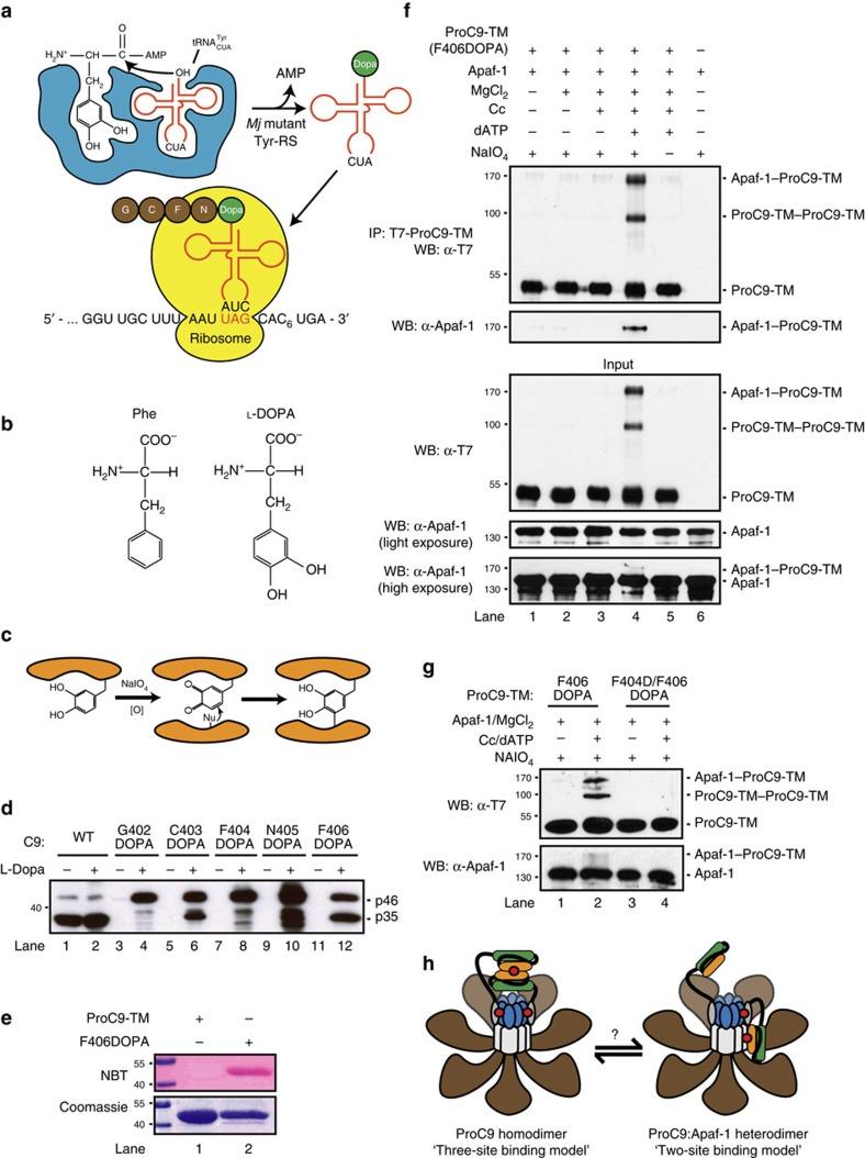 https://cdn.ncbi.nlm.nih.gov/pmc/blobs/9b0e/5123071/53588dcc7e55/ncomms13565-f4.jpg