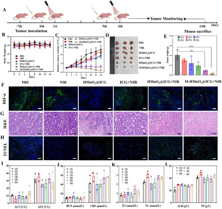 https://cdn.ncbi.nlm.nih.gov/pmc/blobs/9b13/11182360/4eef0966cf69/IJN-19-5837-g0008.jpg