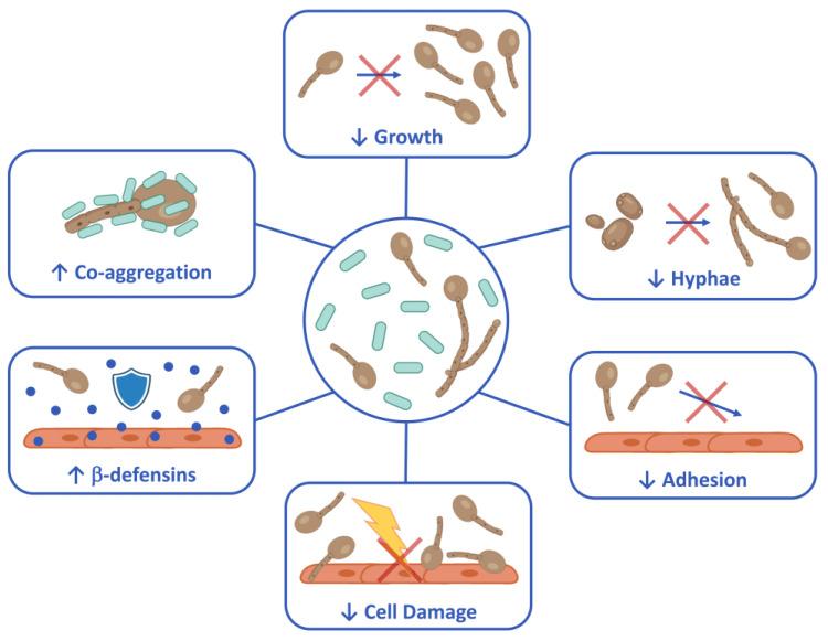 https://cdn.ncbi.nlm.nih.gov/pmc/blobs/9b14/11356316/57719ff50c1e/microorganisms-12-01634-g006.jpg