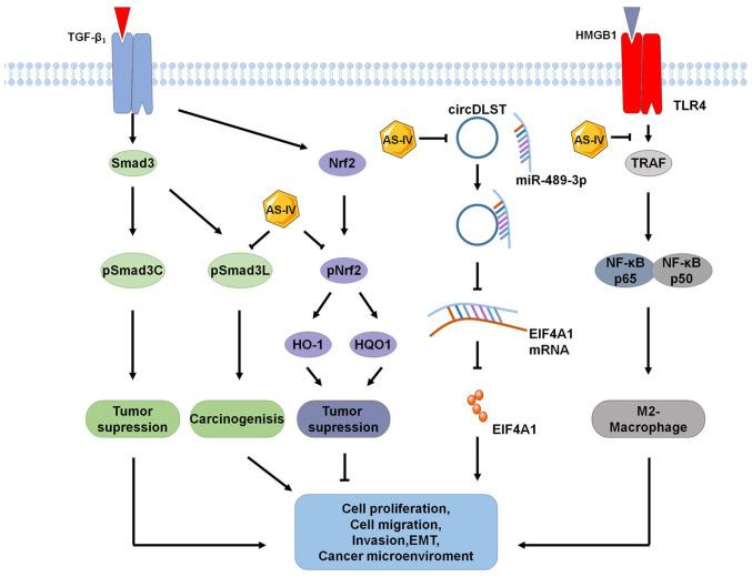https://cdn.ncbi.nlm.nih.gov/pmc/blobs/9b15/9685271/a7101dc53988/or-49-01-08442-g03.jpg