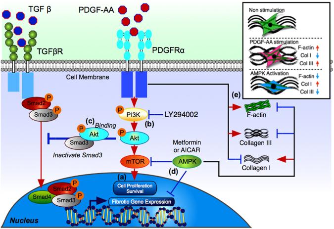 https://cdn.ncbi.nlm.nih.gov/pmc/blobs/9b17/5700922/13c9c1b0c25c/41598_2017_16443_Fig5_HTML.jpg