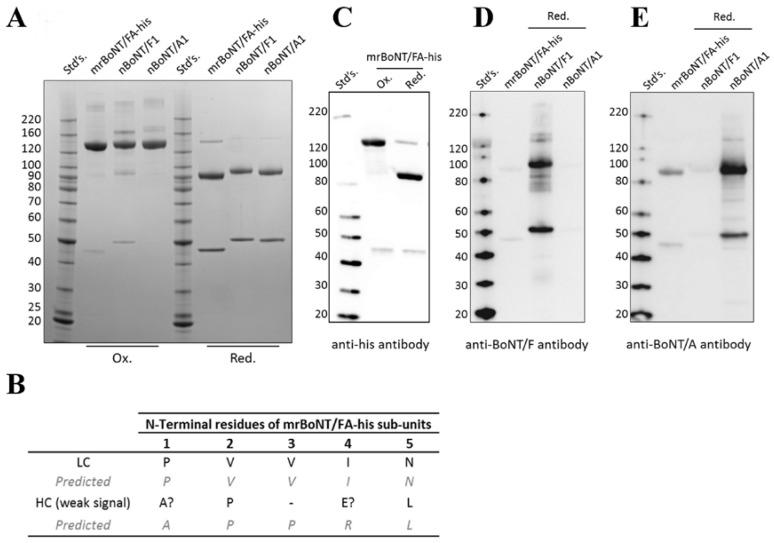 https://cdn.ncbi.nlm.nih.gov/pmc/blobs/9b17/5983251/2f7c27e03cc6/toxins-10-00195-g002.jpg