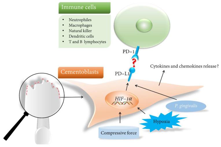 https://cdn.ncbi.nlm.nih.gov/pmc/blobs/9b17/9570182/e34080b2617e/ijms-23-11405-g003.jpg