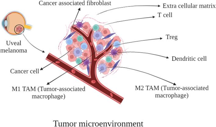 https://cdn.ncbi.nlm.nih.gov/pmc/blobs/9b1c/11082128/4ebeee5dd58b/43556_2024_182_Fig3_HTML.jpg