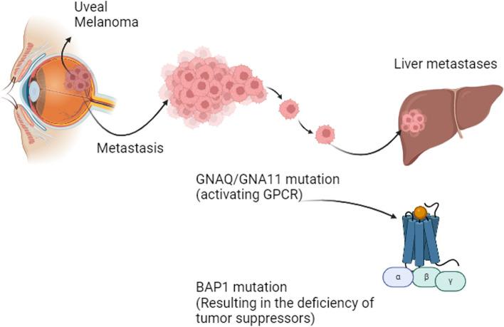https://cdn.ncbi.nlm.nih.gov/pmc/blobs/9b1c/11082128/eaa1168e9e0b/43556_2024_182_Fig2_HTML.jpg