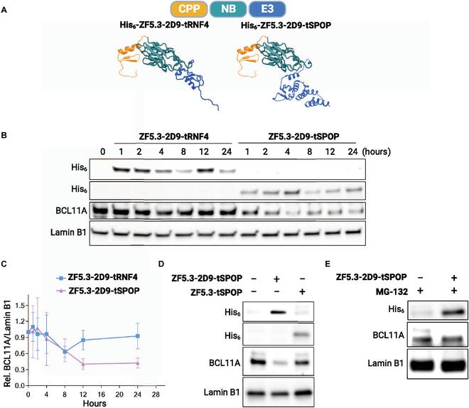 https://cdn.ncbi.nlm.nih.gov/pmc/blobs/9b1d/10809898/0897149bb861/bmef.0035.fig.002.jpg