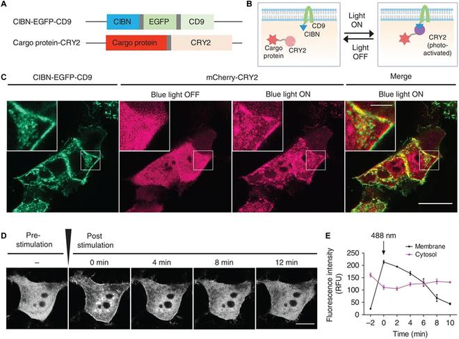 https://cdn.ncbi.nlm.nih.gov/pmc/blobs/9b1d/10809898/25e97b1e361b/bmef.0035.fig.005.jpg