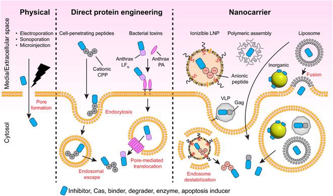 https://cdn.ncbi.nlm.nih.gov/pmc/blobs/9b1d/10809898/8ea52426a82a/bmef.0035.fig.001.jpg