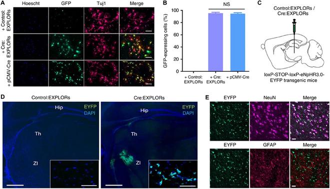 https://cdn.ncbi.nlm.nih.gov/pmc/blobs/9b1d/10809898/e8b2b0f0fcb2/bmef.0035.fig.006.jpg