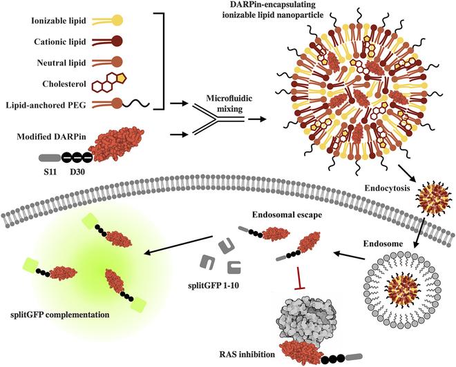 https://cdn.ncbi.nlm.nih.gov/pmc/blobs/9b1d/10809898/ed50071bc3fd/bmef.0035.fig.003.jpg