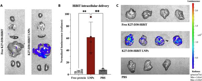 https://cdn.ncbi.nlm.nih.gov/pmc/blobs/9b1d/10809898/fe043863b2d5/bmef.0035.fig.007.jpg