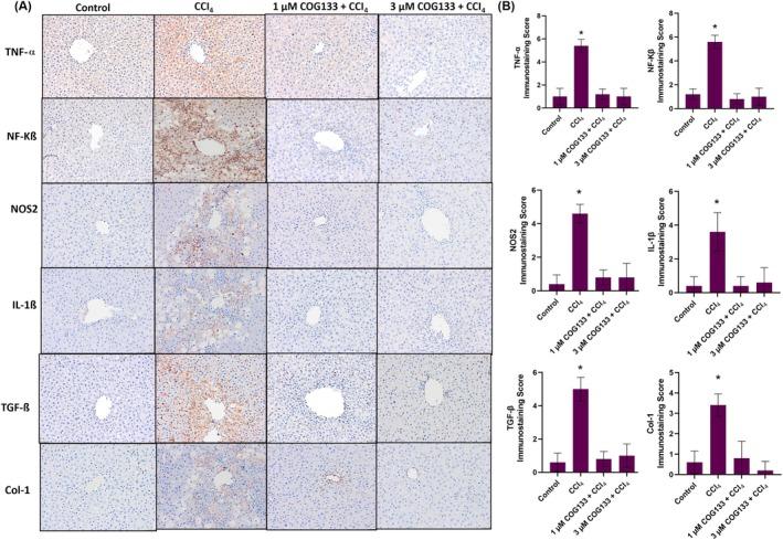 https://cdn.ncbi.nlm.nih.gov/pmc/blobs/9b1f/12181747/22fd7a0efee9/JCMM-29-e70677-g005.jpg