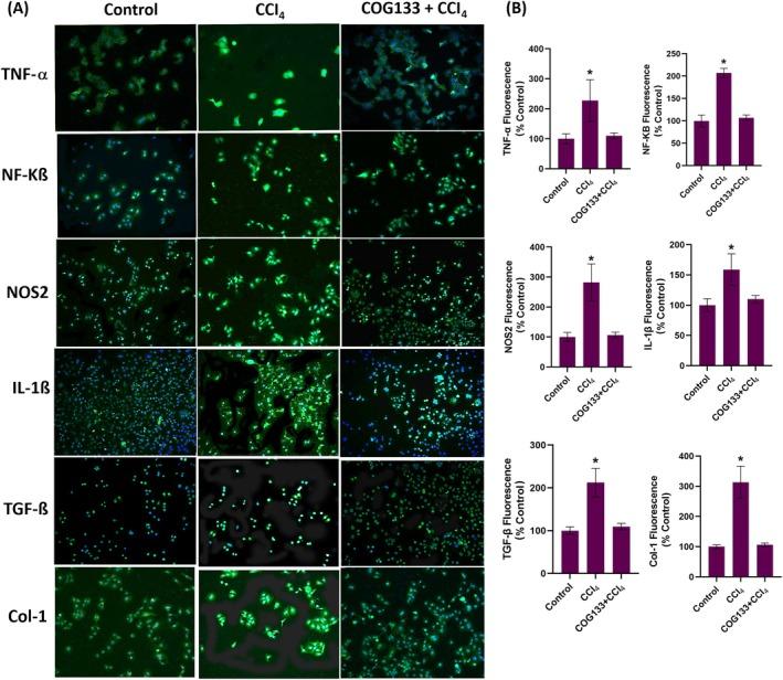 https://cdn.ncbi.nlm.nih.gov/pmc/blobs/9b1f/12181747/4b5dfa225f71/JCMM-29-e70677-g006.jpg