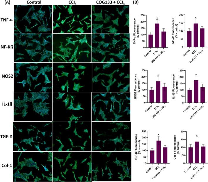 https://cdn.ncbi.nlm.nih.gov/pmc/blobs/9b1f/12181747/5119ad711c9e/JCMM-29-e70677-g002.jpg
