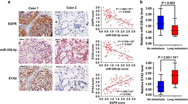https://cdn.ncbi.nlm.nih.gov/pmc/blobs/9b22/5550870/c185466315d7/cddis2017325f7.jpg