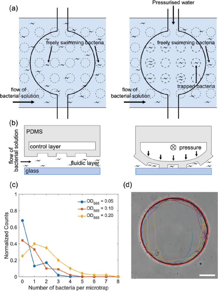 https://cdn.ncbi.nlm.nih.gov/pmc/blobs/9b24/9365388/46c2fa70bdc9/elife-71527-fig1.jpg