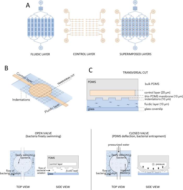 https://cdn.ncbi.nlm.nih.gov/pmc/blobs/9b24/9365388/b859dc1c08dc/elife-71527-fig1-figsupp1.jpg