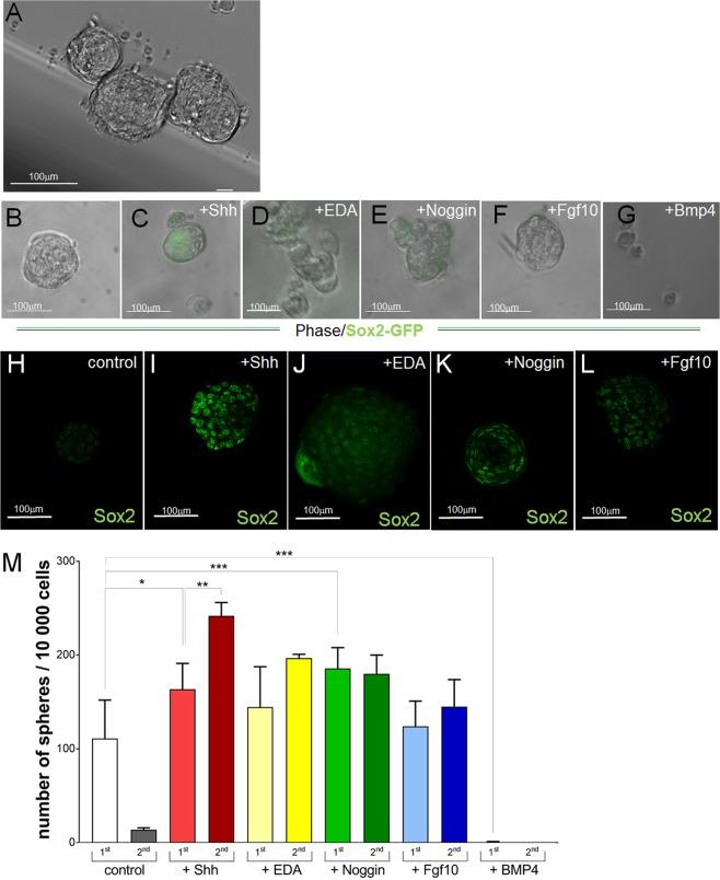 https://cdn.ncbi.nlm.nih.gov/pmc/blobs/9b29/7080756/152829a5f232/41598_2020_60708_Fig2_HTML.jpg
