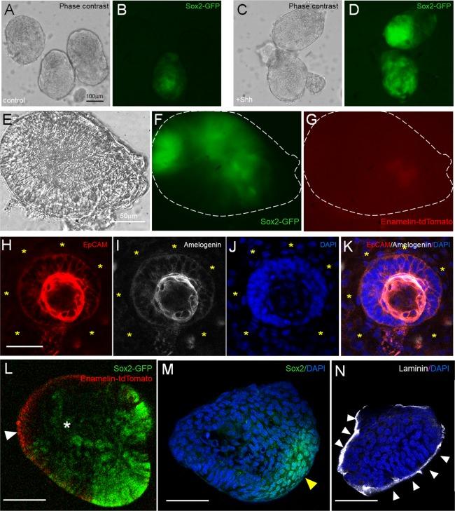 https://cdn.ncbi.nlm.nih.gov/pmc/blobs/9b29/7080756/6279d82e7081/41598_2020_60708_Fig5_HTML.jpg